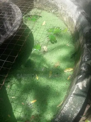 Azolla