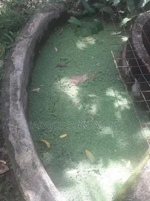 Azolla