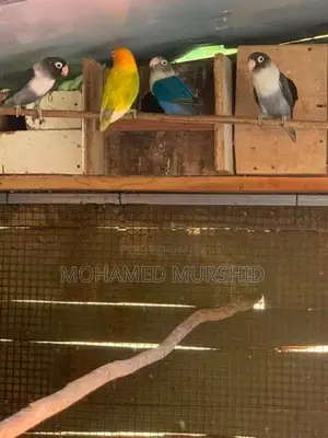 African Love Birds