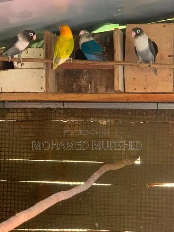 African Love Birds