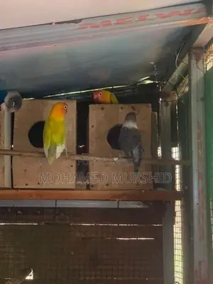 African Love Birds