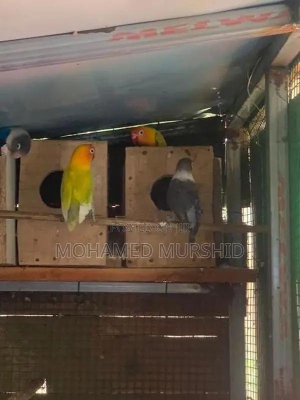 African Love Birds