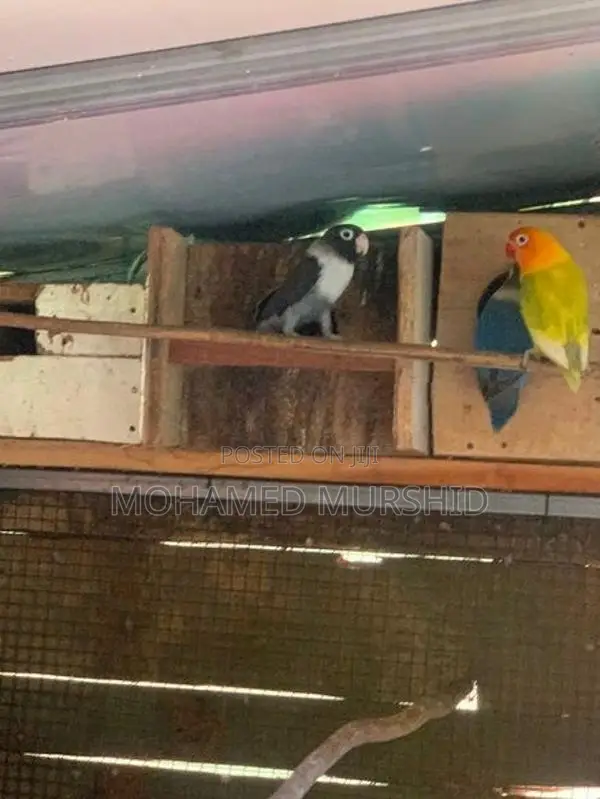 African Love Birds
