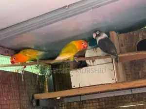 African Love Birds