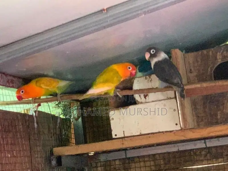 African Love Birds