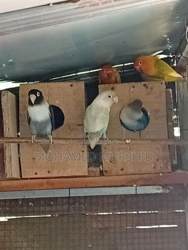 African Love Birds