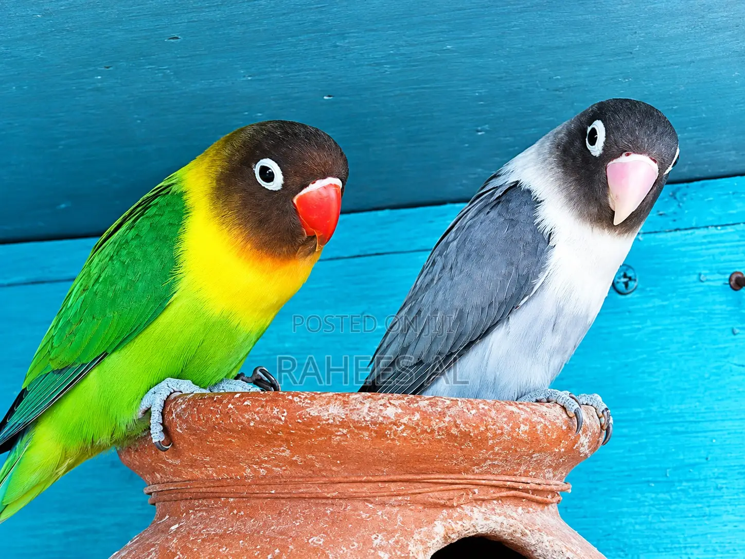 African Love Birds