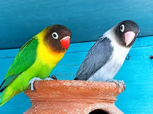 African Love Birds