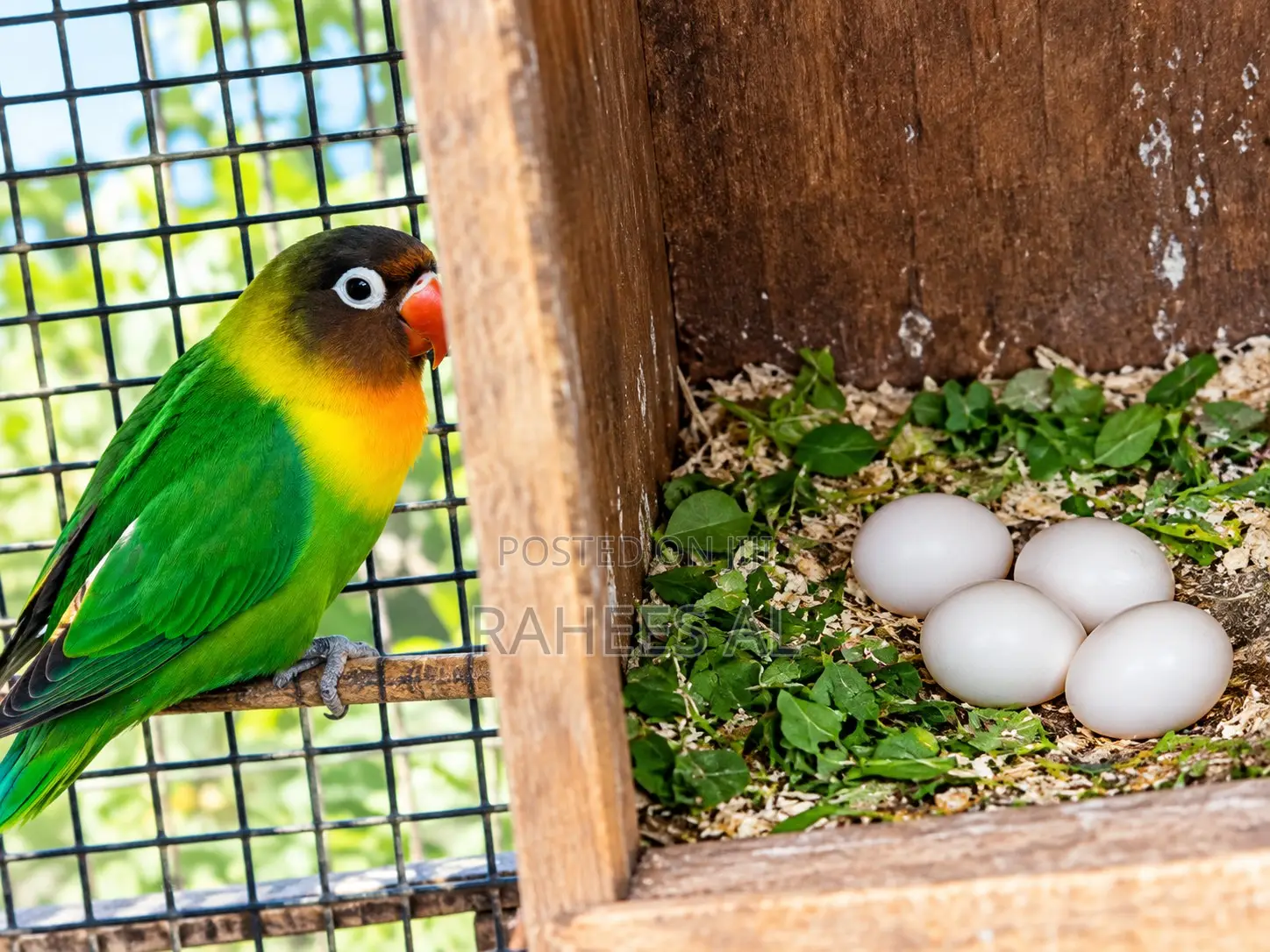 African Love Birds