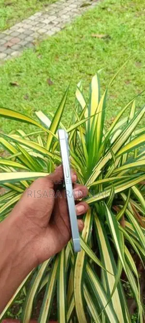 Apple iPhone 15 (Used)