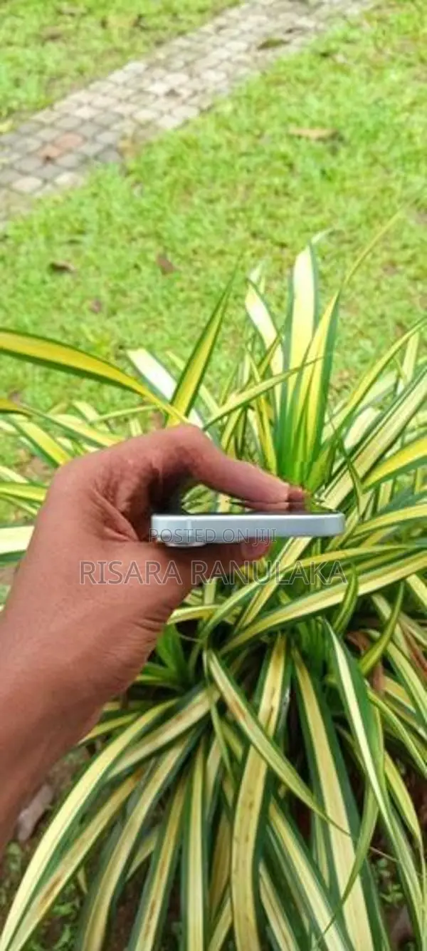 Apple iPhone 15 (Used)
