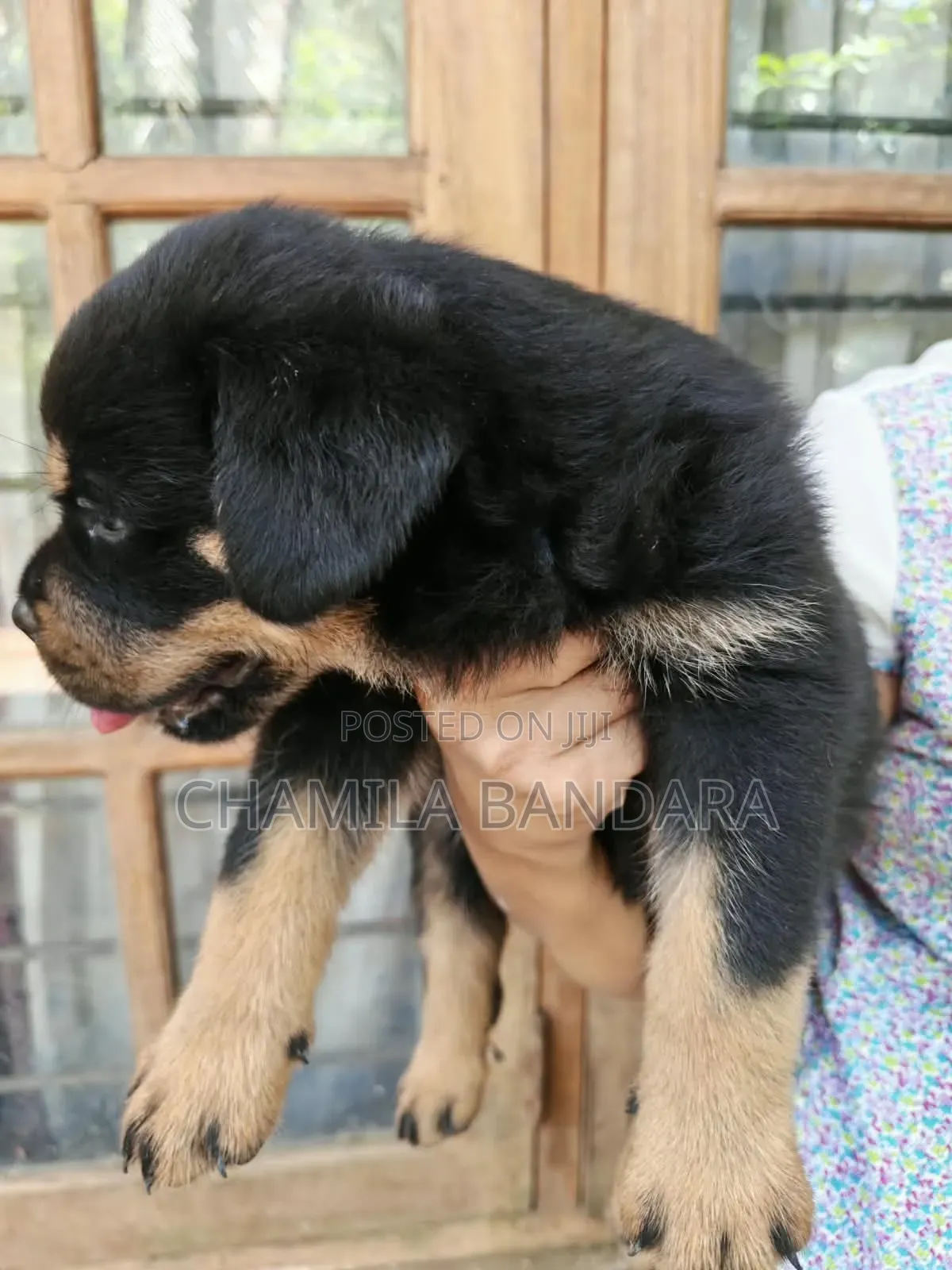 0-1 month Male Purebred Rottweiler