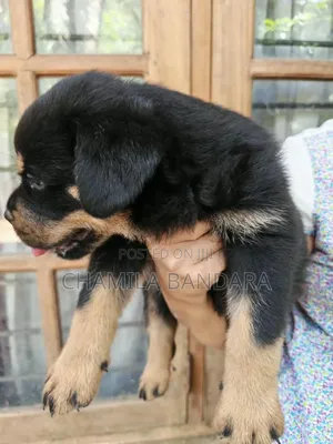 0-1 month Male Purebred Rottweiler