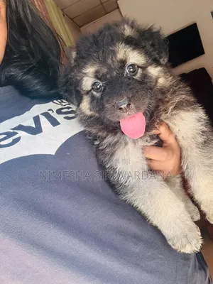 0-1 month Male Purebred German Shepherd