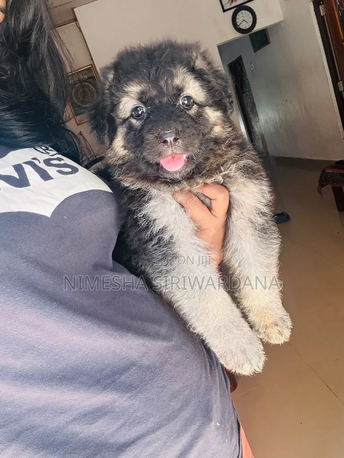 0-1 month Male Purebred German Shepherd