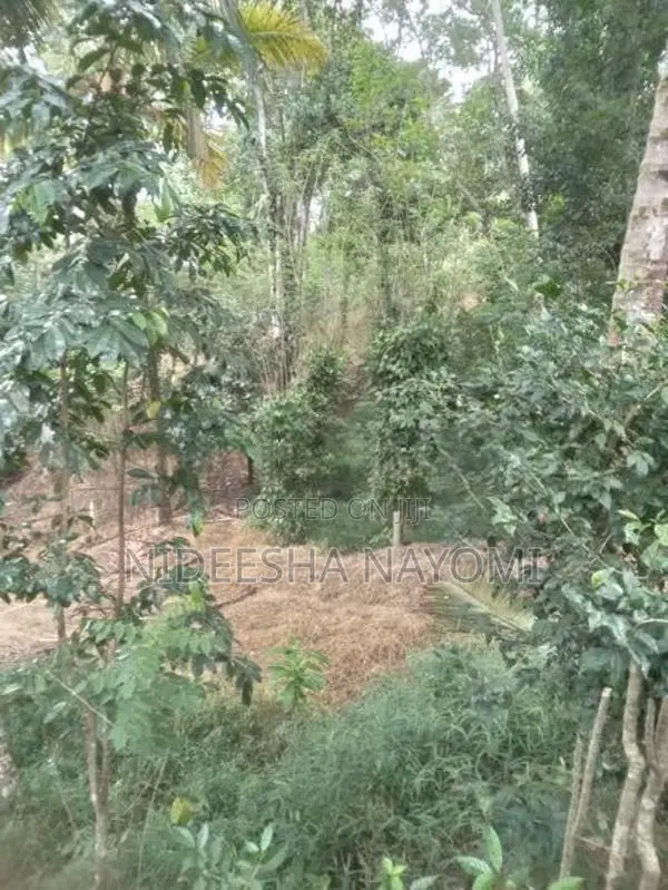 Land for Sale – Kongahamula in Menikhinna