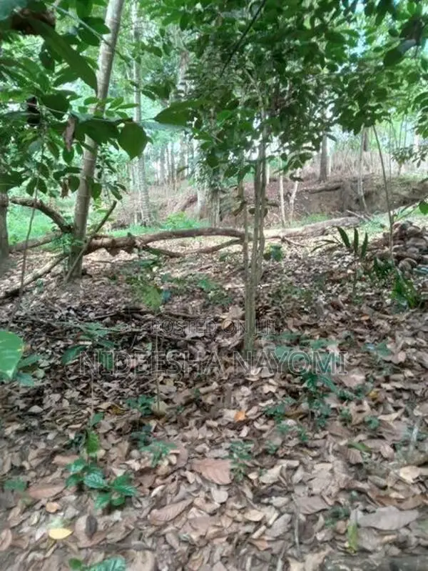 Land for Sale – Kongahamula in Menikhinna