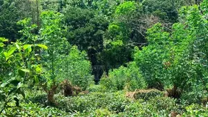 Land For Sale In Kahawatta