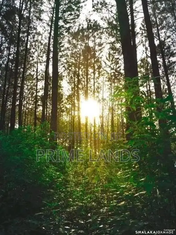 View Point Land for Sale Perttashi Road Nuwaraeliya