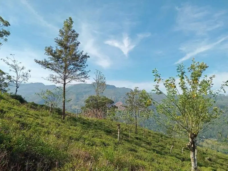 View Point Land for Sale Pundaluoya