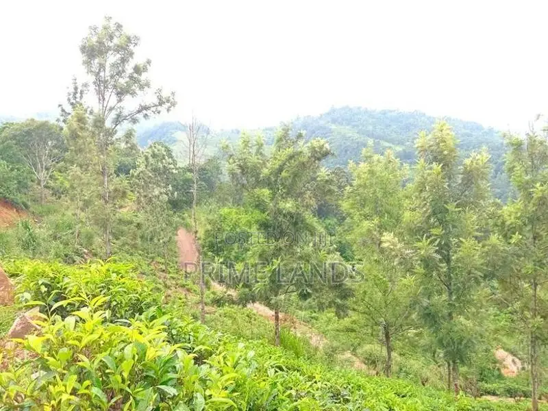 Deram Your Land for Sale Nillabe