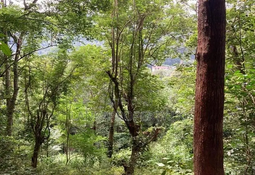 Scenic 170-Perch Land for Sale – Gannoruwa, Kandy.