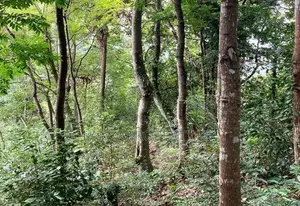 Scenic 170-Perch Land for Sale – Gannoruwa, Kandy.