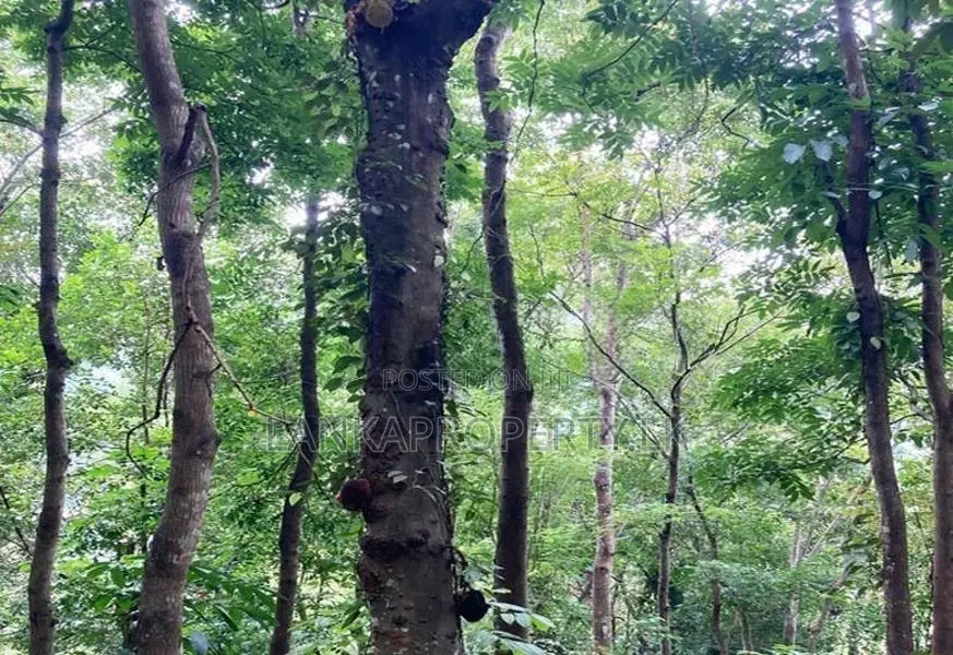 Scenic 170-Perch Land for Sale – Gannoruwa, Kandy.
