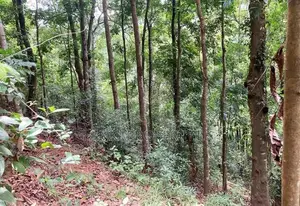 Scenic 170-Perch Land for Sale – Gannoruwa, Kandy.