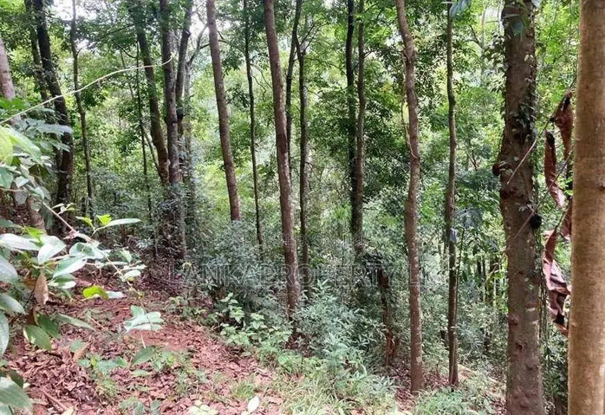 Scenic 170-Perch Land for Sale – Gannoruwa, Kandy.