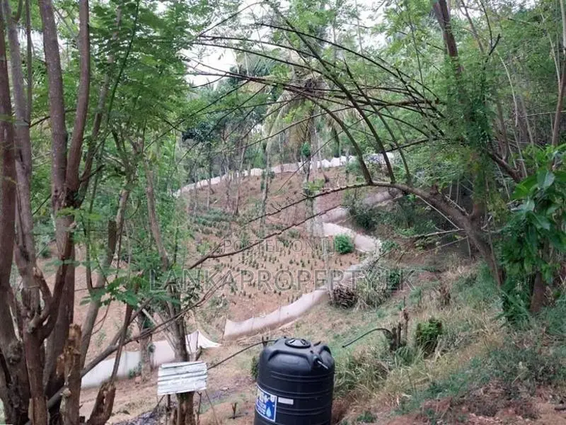 6 Acre Scenic Agricultural Land for Sale Thalathuoya, Kandy.