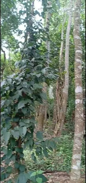 Land for Sale Kandy