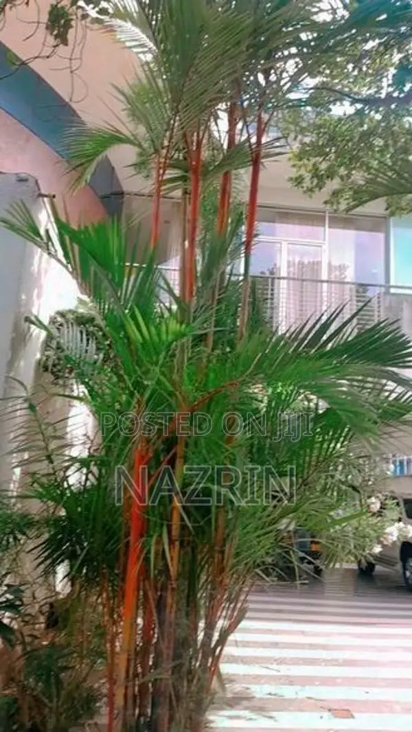 Luxurious Large Fully Furnished House Rent Colombo 6
