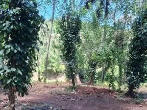 A Prime Residential Land for Sale in Naula (Arangala), Matale.