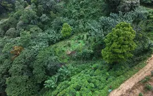 Prime 16.5-Acres Fertile Estate Land for Sale in Dedugala.