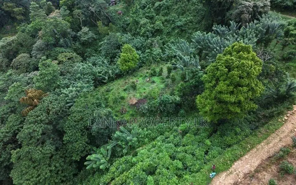 Prime 16.5-Acres Fertile Estate Land for Sale in Dedugala.