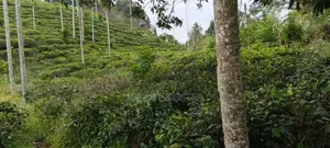15 Perches | 5 Blocks Land For Sale - Pilimathalawa