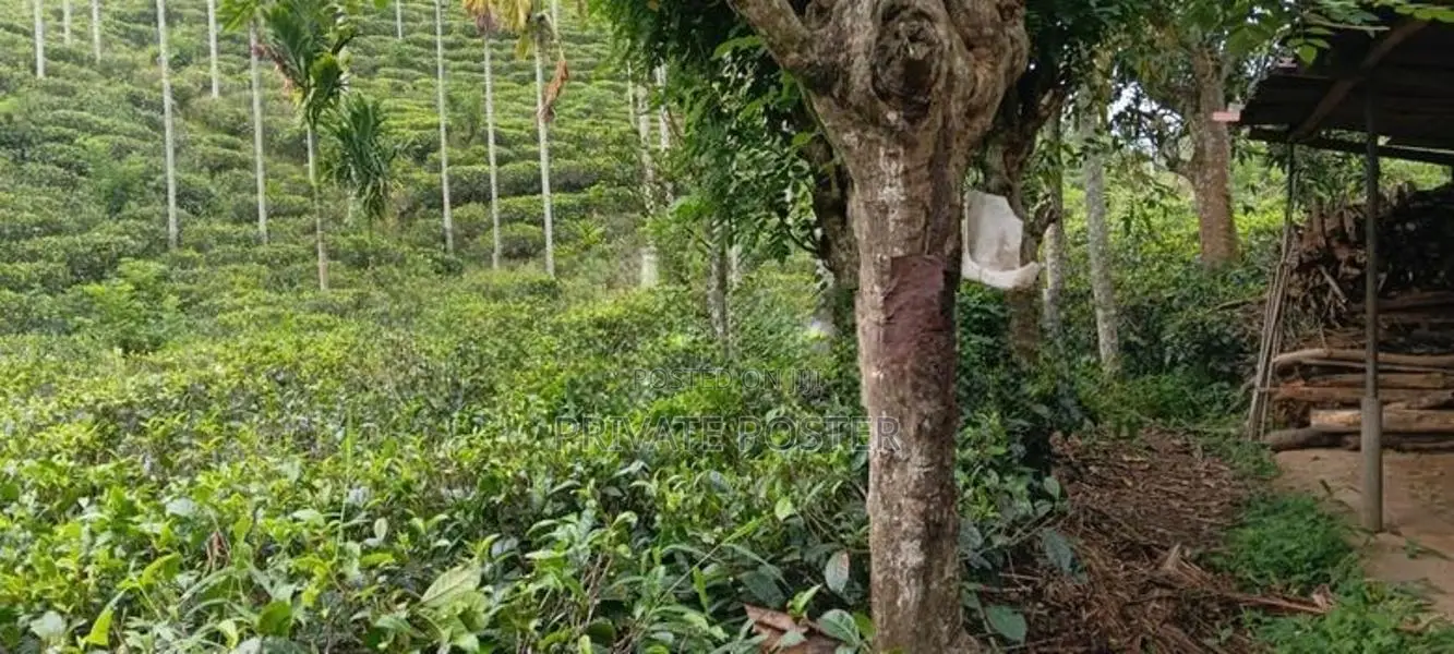 15 Perches | 5 Blocks Land For Sale - Pilimathalawa