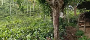 15 Perches | 5 Blocks Land For Sale - Pilimathalawa