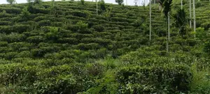 15 Perches | 5 Blocks Land For Sale - Pilimathalawa