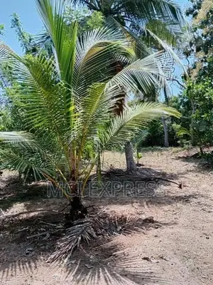 Land For Sale - කෘෂිකර්මාන්තයට හා ව්‍යාපාරික