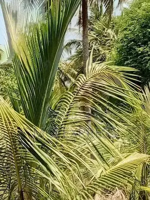 Land For Sale - කෘෂිකර්මාන්තයට හා ව්‍යාපාරික
