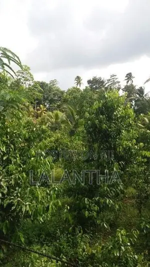 Land For Sale In Hikkaduwa Aluthwala