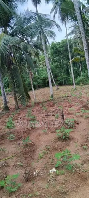 244 Perch Land for Sale Gampaha