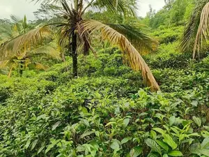 LUXURY TEA ESTATE FOR SALE - PELMADULLA