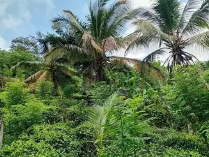 LUXURY TEA ESTATE FOR SALE - PELMADULLA