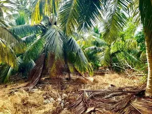 Coconut Land For Sale In Mundalama Chilaw