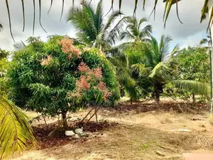 Coconut Land For Sale In Mundalama Chilaw