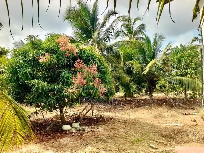 Coconut Land For Sale In Mundalama Chilaw