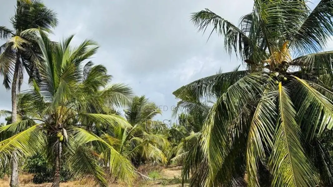 Coconut Land For Sale In Mundalama Chilaw